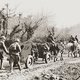 Лошади на фронтах Великой Отечественной Войны