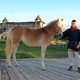 Лошадь на выставке-показе в парке "Киевская Русь"