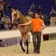 Чемпионат мира для лошадей чистокровной ахалтекинской породы