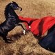 Лошади в объективе модных фотографов