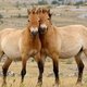 Лошадь Пржевальского: возвращение в дикую природу