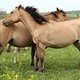 В Крыму восстановили численность башкирской породы лошадей