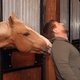 Немецкие власти сняли санкции с лошадей Рамзана Кадырова