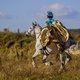 Сезон конных псовых охот открыли в Подмосковье