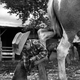 6-летний ковбой чистит копыто лошади, 1954 год