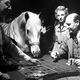 "Счастливая" лошадь "играет" в рулетку в Лас-Вегасе, 1947 год.