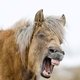 Лошадь якутской породы / Фотограф: Артем МАКЕЕВ