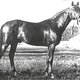 ПРИБОЙ (Пиолун – Рисальма) – чистокровный арабский жеребец, рожденный в Терском конном заводе в 1944 году, общий предок для таких разных спортивных лошадей / Фотограф: архив ВНИИ коневодства