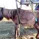 Одна из лошадей, пострадавших в Шпайхеркооге 