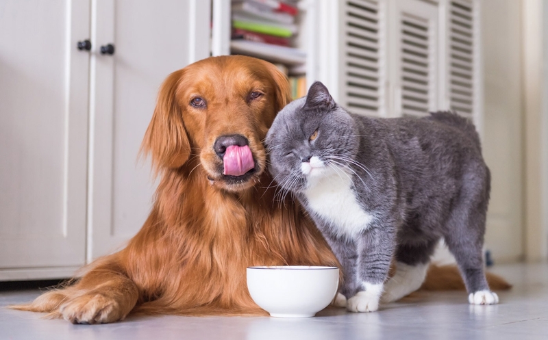 Особенности питания домашней кошки