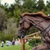 Топовая лошадь Пигги Фрэнч продана в Японию