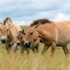 В России появится второй центр по воспроизведению популяции лошади Пржевальского