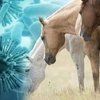 В Таиланде обнаружена африканская чума лошадей