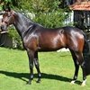 Онлайн-аукцион молодых лошадей принес 1,4 миллиона евро
