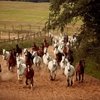 Традиционный аукцион лошадей на Московском конном заводе №1