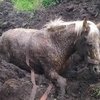 В Белоруссии спасли увязшую в болоте лошадь