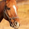 Известный спортсмен отстранен за жестокое обращение с лошадью