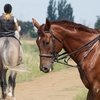 Создано шуточное руководство «как узнать конника, даже когда он без лошади»