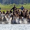 95-й заплыв пони с острова Чинготиг в Вирджинии пришлось отменить 