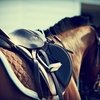 24 признака боли в спине у верховой лошади 