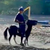Спортсмен-олимпиец обвинен в жестоком обращении с лошадьми