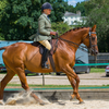 Международное онлайн-шоу для лошадей со скаковым прошлым заменило традиционные национальные испытания. 