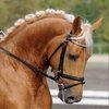 Капсюль может негативно влиять на здоровье лошади 