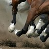 Модификация генов лошадей для улучшения их спортивных качеств 