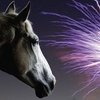 Ветеринары призвали беречь лошадей от фейерверков 
