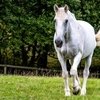 В Великобритании наградили полицейского коня-ветерана 