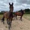Новые успехи проекта Кира Майорова по разведению спортивных лошадей