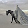 Конь-символ от британского фотографа