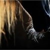 В FEI запретили стричь лошадям усы с 2021 года