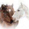 Зимние съемки лошадей от турецкого фотографа 