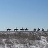 Турнир по конным пробегам прошел в КСК «Ивановское»