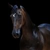 Портреты лошадей американского фотографа
