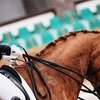 Опубликованы списки команд России по конному спорту на 2021 год 