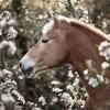 Весенние фотопортреты лошадей