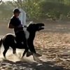 Бразильского спортсмена отстранили на три года за жестокость к лошадям 