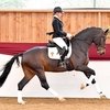 Альфа Роял стал самой дорогой лошадью на аукционе DSP 