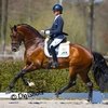 Аделинде Корнелиссен претендует на место в сборной с 4 лошадьми 