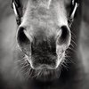 С июля 2021 года за стрижку усов лошадям наказывают 