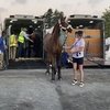 Троеборные лошади прибыли в Токио 