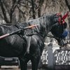 Грозит ли рысистому коневодству в России уничтожение?