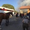 На юге Франции лошадей эвакуируют из-за пожаров 