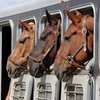 Исследования показывают, что перевозки даже на короткое расстояние могут ослабить иммунитет пожилых лошадей