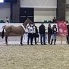 Суфьян-Шах – абсолютный чемпион всероссийской выставки лошадей чистокровной ахалтекинской породы 