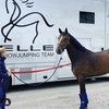 Новая перспективная лошадь для Киана О'Коннора