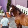 Вступает в силу система санкций за несоблюдение требований к здоровью лошадей, связанных с EHV-1