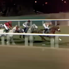 Скачки для арабских лошадей Jewel Crown пройдут в Абу-Даби 